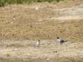 Charrancito común - Sternula albifrons - Xatrac menut comú