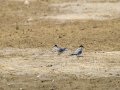 Charrancito común - Sternula albifrons - Xatrac menut comú