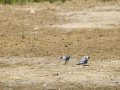 Charrancito común - Sternula albifrons - Xatrac menut comú