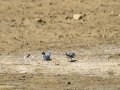 Charrancito común - Sternula albifrons - Xatrac menut comú