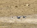 Charrancito común - Sternula albifrons - Xatrac menut comú