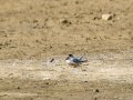 Charrancito común - Sternula albifrons - Xatrac menut comú