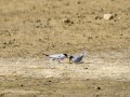 Charrancito común - Sternula albifrons - Xatrac menut comú