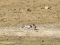 Charrancito común - Sternula albifrons - Xatrac menut comú