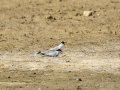 Charrancito común - Sternula albifrons - Xatrac menut comú