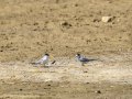 Charrancito común - Sternula albifrons - Xatrac menut comú