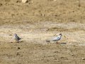 Charrancito común - Sternula albifrons - Xatrac menut comú