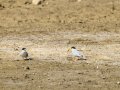 Charrancito común - Sternula albifrons - Xatrac menut comú