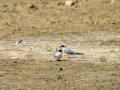 Charrancito común - Sternula albifrons - Xatrac menut comú