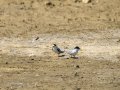 Charrancito común - Sternula albifrons - Xatrac menut comú