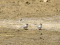 Charrancito común - Sternula albifrons - Xatrac menut comú