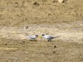 Charrancito común - Sternula albifrons - Xatrac menut comú
