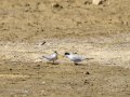 Charrancito común - Sternula albifrons - Xatrac menut comú