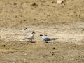 Charrancito común - Sternula albifrons - Xatrac menut comú