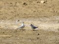 Charrancito común - Sternula albifrons - Xatrac menut comú