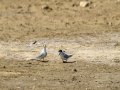Charrancito común - Sternula albifrons - Xatrac menut comú