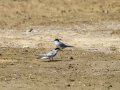 Charrancito común - Sternula albifrons - Xatrac menut comú