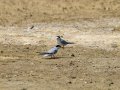 Charrancito común - Sternula albifrons - Xatrac menut comú