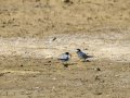 Charrancito común - Sternula albifrons - Xatrac menut comú
