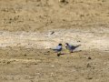 Charrancito común - Sternula albifrons - Xatrac menut comú