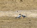 Charrancito común - Sternula albifrons - Xatrac menut comú