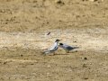 Charrancito común - Sternula albifrons - Xatrac menut comú