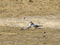 Charrancito común - Sternula albifrons - Xatrac menut comú