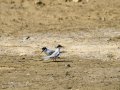 Charrancito común - Sternula albifrons - Xatrac menut comú