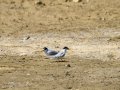 Charrancito común - Sternula albifrons - Xatrac menut comú