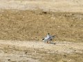 Charrancito común - Sternula albifrons - Xatrac menut comú