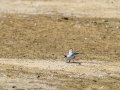Charrancito común - Sternula albifrons - Xatrac menut comú