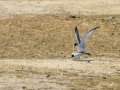 Charrancito común - Sternula albifrons - Xatrac menut comú