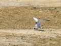 Charrancito común - Sternula albifrons - Xatrac menut comú