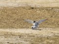 Charrancito común - Sternula albifrons - Xatrac menut comú