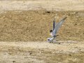 Charrancito común - Sternula albifrons - Xatrac menut comú