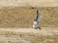 Charrancito común - Sternula albifrons - Xatrac menut comú