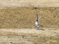 Charrancito común - Sternula albifrons - Xatrac menut comú