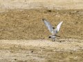 Charrancito común - Sternula albifrons - Xatrac menut comú