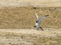 Charrancito común - Sternula albifrons - Xatrac menut comú