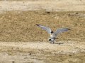 Charrancito común - Sternula albifrons - Xatrac menut comú