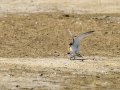 Charrancito común - Sternula albifrons - Xatrac menut comú