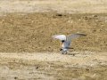 Charrancito común - Sternula albifrons - Xatrac menut comú