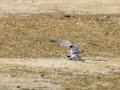 Charrancito común - Sternula albifrons - Xatrac menut comú