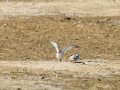 Charrancito común - Sternula albifrons - Xatrac menut comú