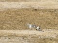Charrancito común - Sternula albifrons - Xatrac menut comú