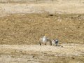 Charrancito común - Sternula albifrons - Xatrac menut comú