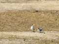 Charrancito común - Sternula albifrons - Xatrac menut comú