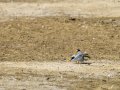 Charrancito común - Sternula albifrons - Xatrac menut comú
