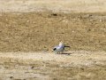 Charrancito común - Sternula albifrons - Xatrac menut comú
