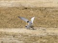 Charrancito común - Sternula albifrons - Xatrac menut comú